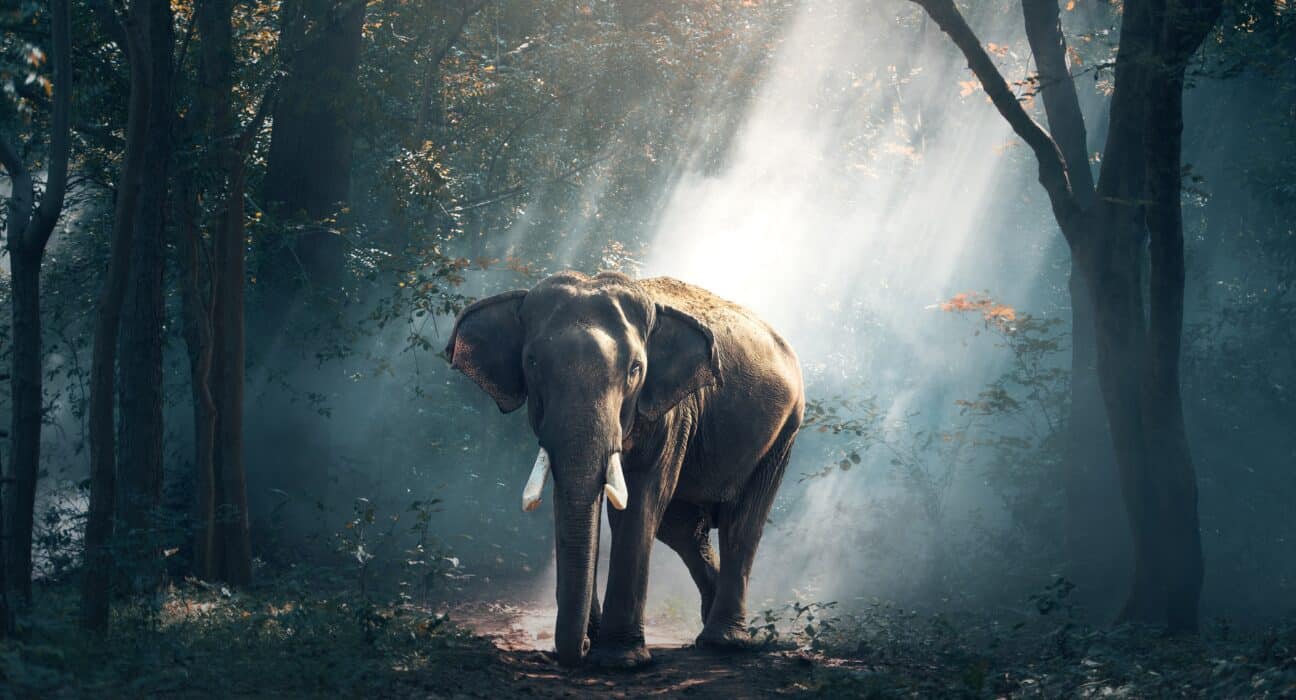 elephant in the forest - conservation of wildlife