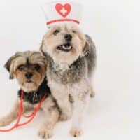 cute dogs pic - what is veterinary care