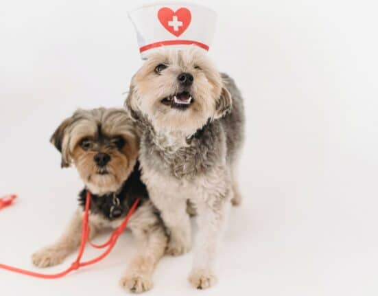 cute dogs pic - what is veterinary care